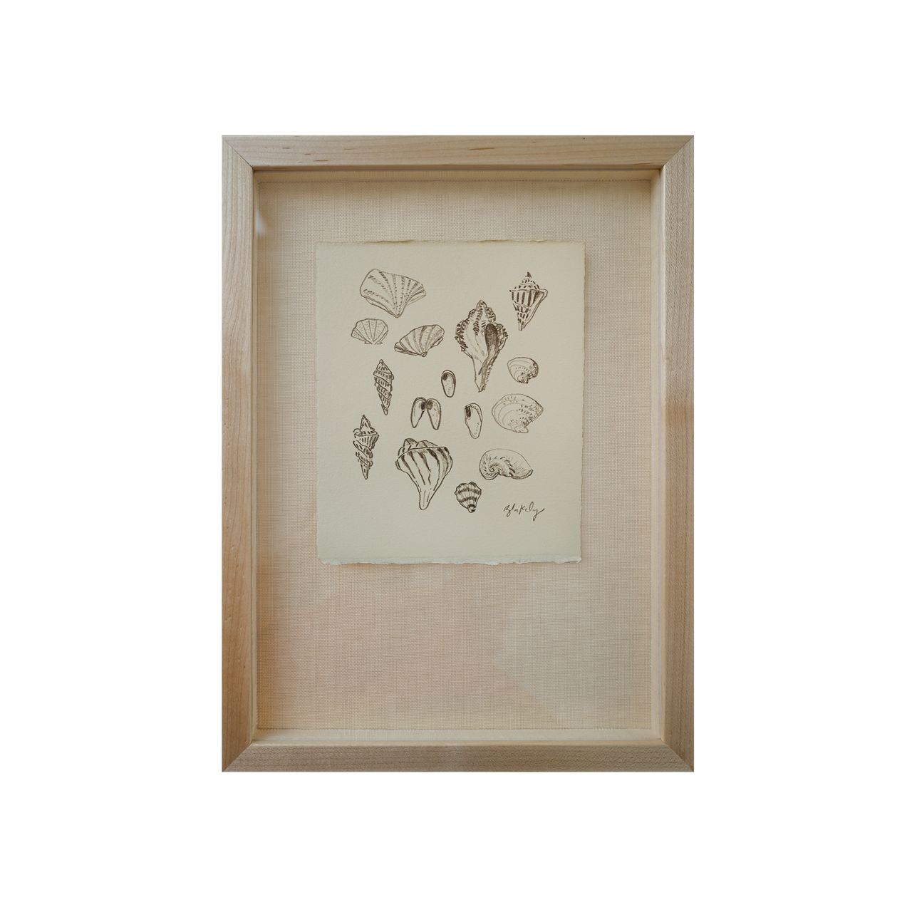 Shell Collection - No. 10