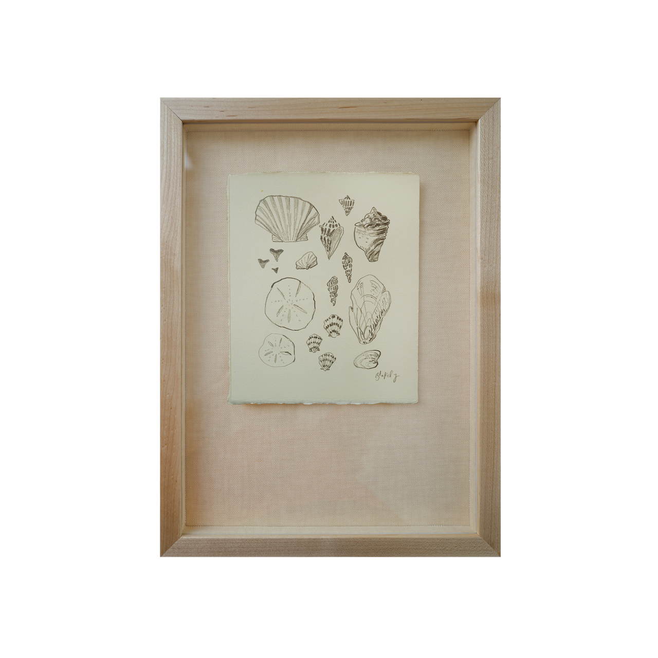 Shell Collection - No. 11