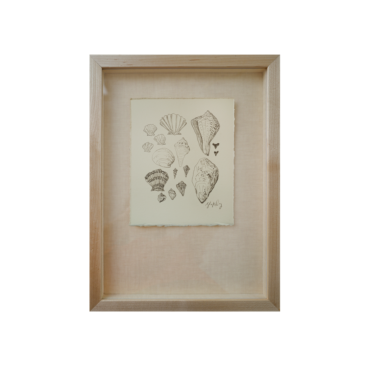 Shell Collection - No. 12