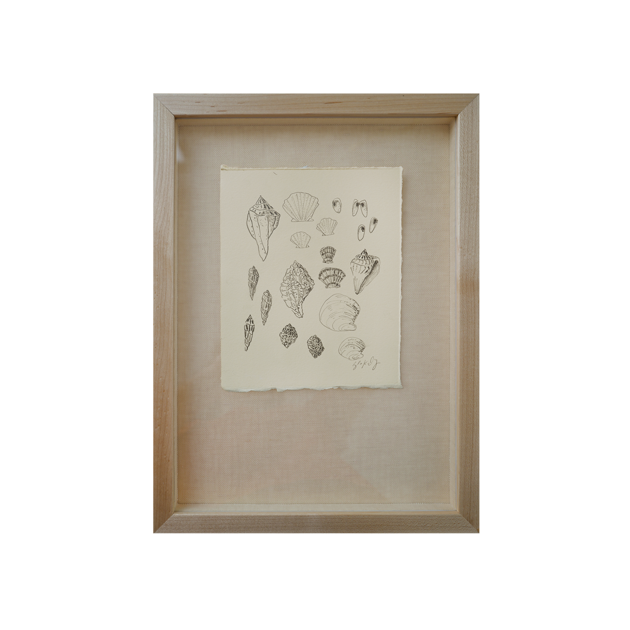 Shell Collection - No. 1