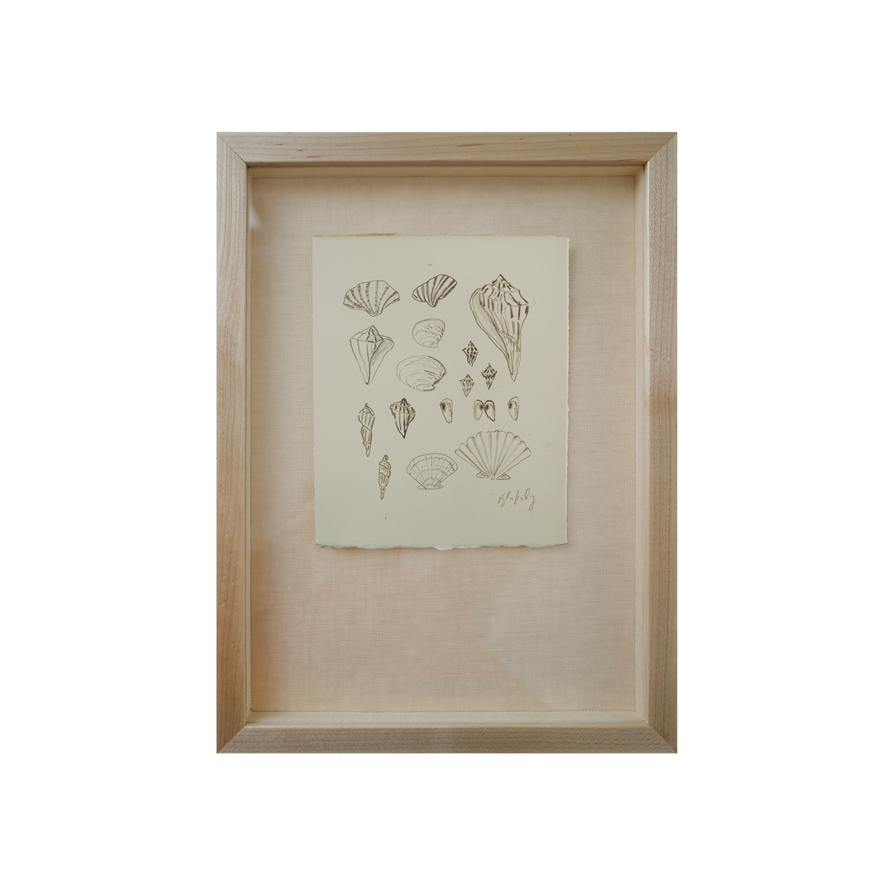 Shell Collection - No. 2