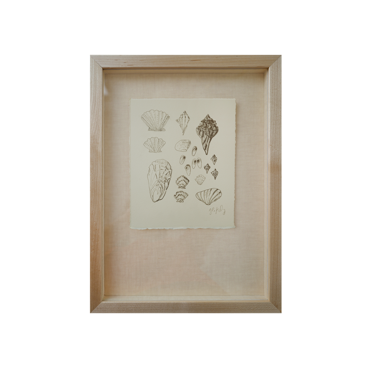 Shell Collection - No. 7