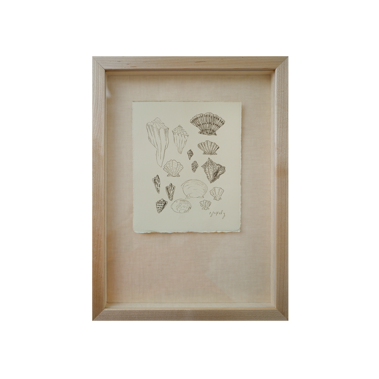 Shell Collection - No. 9