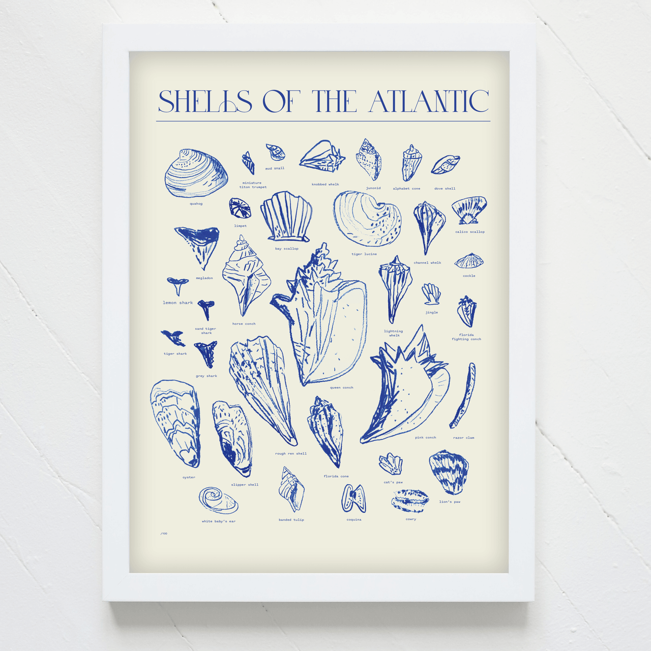 "Shells of the Atlantic" Print