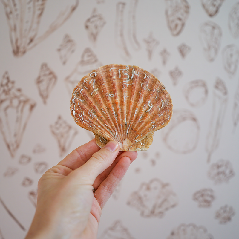 Behind The Scenes Of Seashells